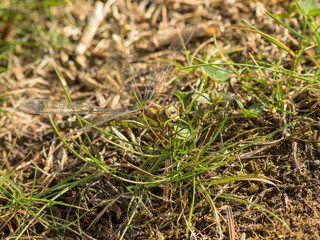 Aeshna juncea. La grande libellule Aeschne des joncs (femelle), à l'affût, se confond aux herbes en adaptant ses couleurs.