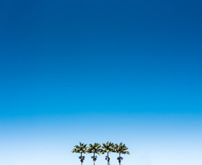 tree and blue sky