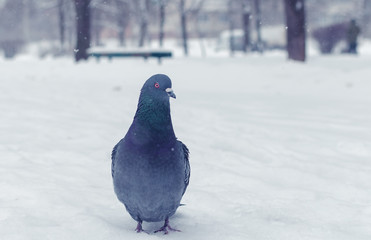 Gray dove in the winter on the snow