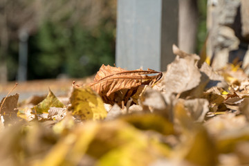 Herbstlaub am Boden