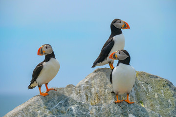 Northern Atlantic Puffin, Machias Seal Island