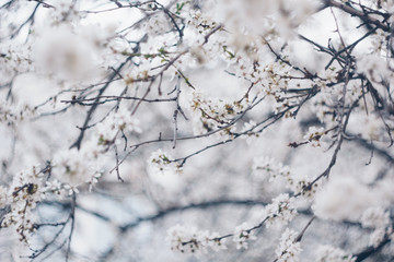 blooming tree in spring close up white flowers buds growing leaves twigs revival of nature