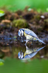 European Blue Tit Perched in Water