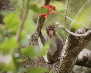 Monkey