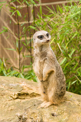 Erdmännchen