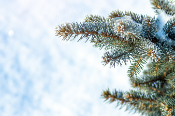 xmas tree, fir tree in the snow and hoarfrost