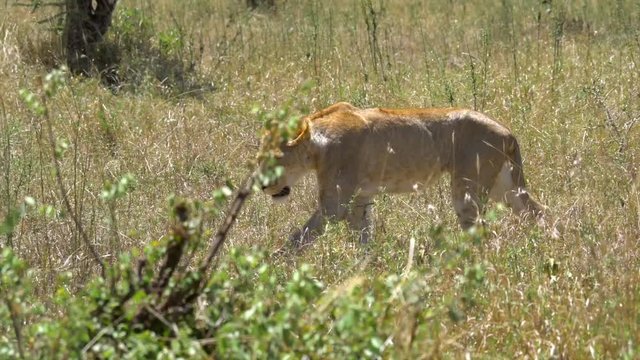 Lion walking across a grassfield