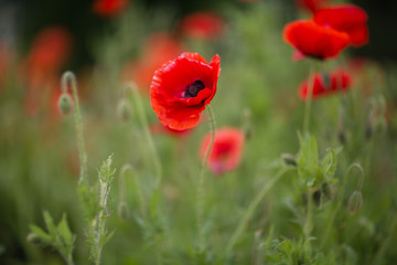 Poppies for Remembrance Day