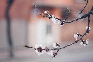 blooming tree in spring close up white flowers buds growing leaves twigs revival of nature