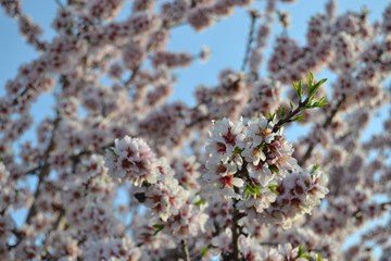 Florecer
