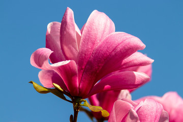 Magnolia, Magnolie, Baum, Blüte, Blume