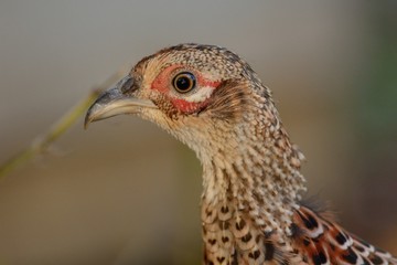 Head shot of a common hen  pheasant (phasianus colchicus)