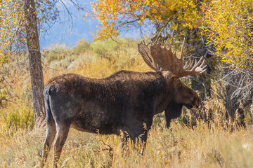 Bull Shiras Moose in Rut in Wyoming in Autumn
