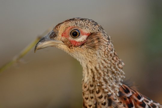 Head shot of a common hen  pheasant (phasianus colchicus)
