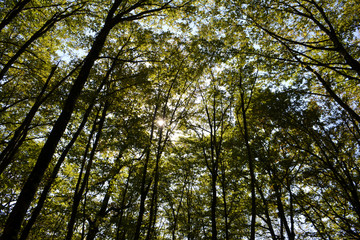 Obraz premium Trees with green leaves. Natural green background. Bottom view