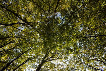 Fototapeta premium Trees with green leaves. Natural green background. Bottom view