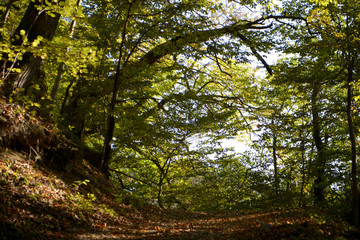 Obraz premium Forest road. Forest landscape. Forest natural background