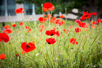 Poppies for Remembrance Day