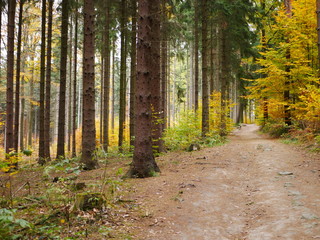 Laubwald auf dem Rauenstein min Elbsandsteingebirge (Sächsische Schweiz) 