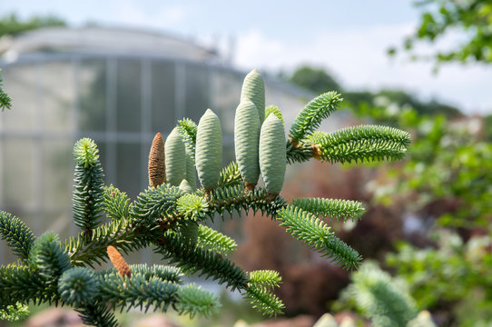 Abies pinsapo coniferous tree branches full of needles and with green unripened cones