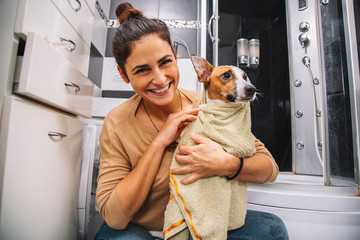 Jack russell terrier dog having a bath