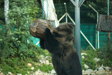 Big male bear face with beautiful scars