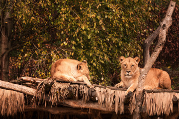 Two African female lions (Panthera leo) resting on a wooden surface in the zoo Zlin-Lesna, Czech Republic.
