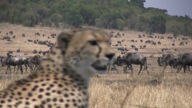 blurred image of a cheetah clears up and blurres the background of wildebeests.mov