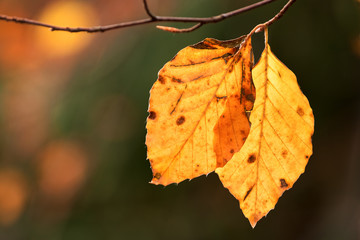Tree branch with autumn leaves. Autumn background. Yellow tree leafs close-up in Fall season. Shallow depth of field