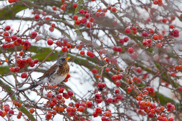 Fieldfare in Malus Tree