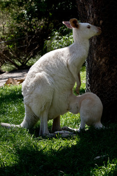 albino Western grey kangaroo with joey feeding from its mothers pouch