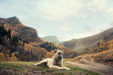 Shepherd dog in the mountains on a Sunny autumn day.