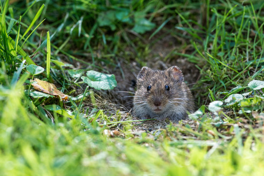 Common Vole
