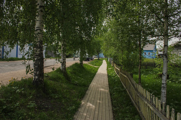 Birches. Wooden sidewalk.