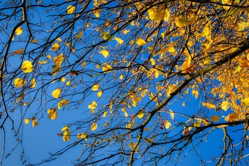 Laubbaum vor blauem Himmel. Herbst in Franken. Deutschland.
