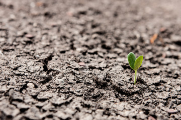 Young plant growing