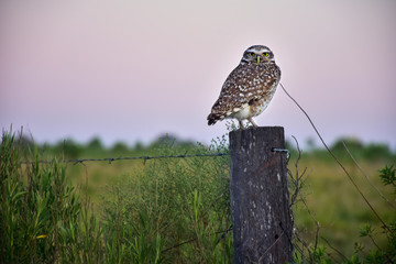 bird of prey