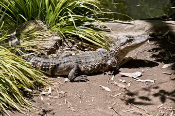 this is aside viewof an American alligator