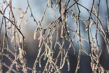 Frozen drops of water in detail on a tree branch with purple and vibrant blue background, light artefacts and sunlight. Ice drops on a frozen branches in close up detail.