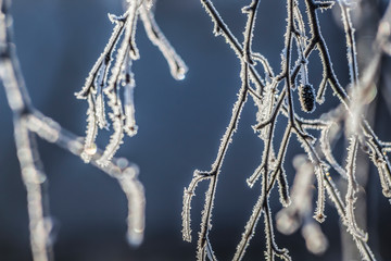 Frozen drops of water in detail on a tree branch with purple and vibrant blue background, light artefacts and sunlight. Ice drops on a frozen branches in close up detail.