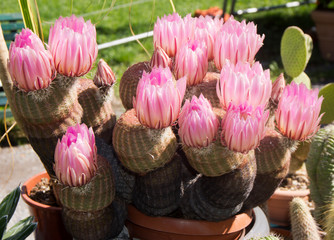Cactus fiorito Echinocereus pectinatus