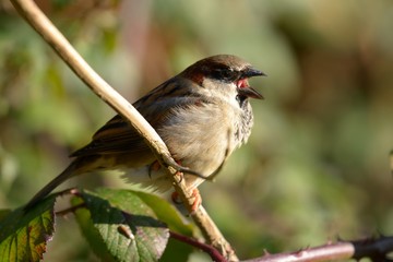 Portrait of a house sparrow (passer domesticus) singing on a branch