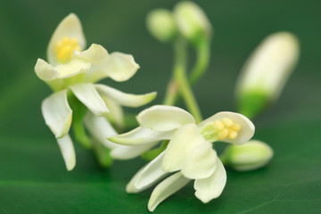Medicinal moringa flower in nature