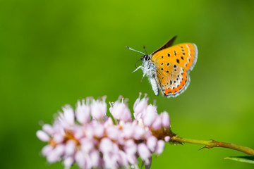 Closeup of Violet Copper