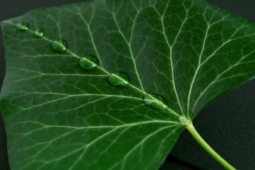 closeup of green leaf with water drops 