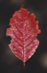 red maple leaf on black background