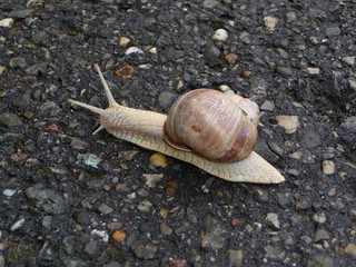 slow vineyard snail crawls over the asphalt