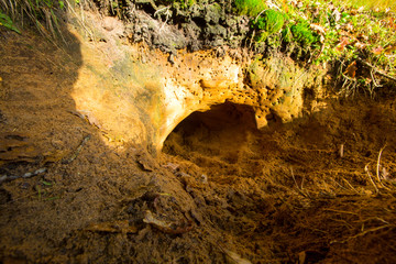 Badger Sett © AGAMI