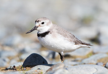 Wrybill (Anarhynchus Frontalis) Standing in a River Bed with Stones It Breeds on Large Braided Rivers in Central South Island