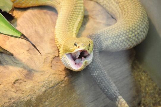 green snake with open mouth ready to bite